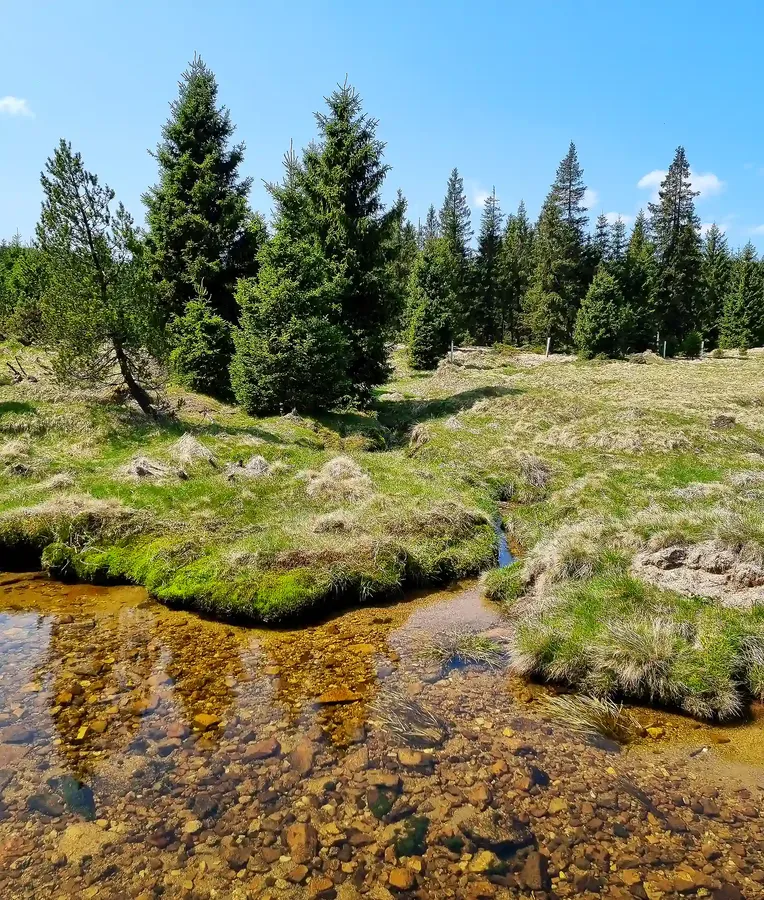 Dřevěné povalové chodníky vedoucí přes rašeliniště Jizerky